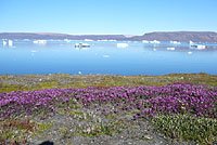 Grönland - Diskobucht, Thule, Illulissat