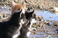Junge Polarhunde in Grönland
