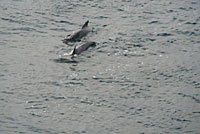 Grönland - Diskobucht, Thule, Illulissat