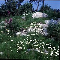 N&auml;vekvarn Bucht